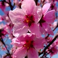 モモ,はなもも,３月３日ひな祭り,大嫌いな月曜日,人に優しくの画像