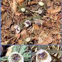 セツブンソウ,セリバオウレン,フクジュソウ,福寿草,ヘレボルス・チベタヌスの画像