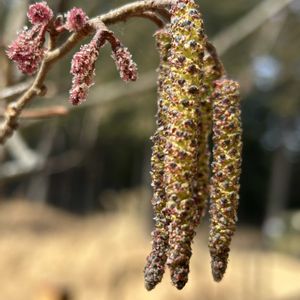 ハンノキ,樹木の花,峠道,ウォーキングコース,丘陵地の画像