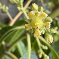 マンゴー,マンゴー,開花,室内,果樹の画像