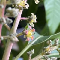 マンゴー,マンゴー,観葉植物,開花,室内の画像