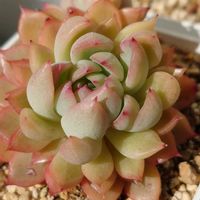 プテリス,メビナ,プテリス  エバージェミエンシス,多肉植物,観葉植物の画像