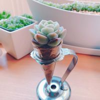 エケベリア　アイスグリーン,多肉植物,多肉大好き,カット苗,ぷっくり可愛いの画像