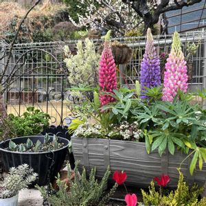 アリッサム,スカビオサ,ネメシア,マーガレット,ルピナスの画像