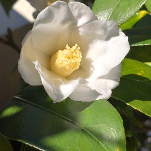 トラデスカンチア,侘助,ヒメサザンカ,山野草,綺麗な色♡の画像