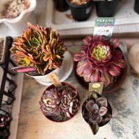 ブルーオリオン,ブルーオリオン,多肉植物いろいろ,紅司,紅司の画像