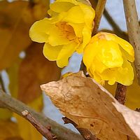 ヒイラギナンテン,ロウバイ,菜の花,アンデスの乙女,ノゲシの画像