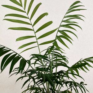 グリーン,ヤシ,癒し,ミニ観葉,今日のお花の画像