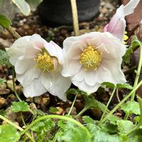 クリスマスローズ,ガーデニング,マイガーデン,クリスマスローズの花,クリスマスローズ愛同盟の画像