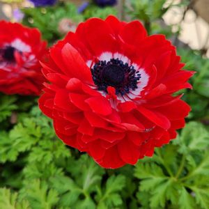 アネモネ,ハンノキ,真っ赤な火曜日,21世紀の森と広場,チーム千葉✿︎の画像