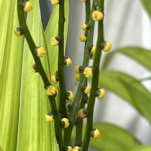 テーブルヤシ,テーブルヤシ,テーブルヤシの実,テーブルヤシの実,テーブルヤシの花、の画像