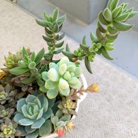 ファンクイーン,リトルビューティー,天使の雫,銀揃,多肉植物の画像
