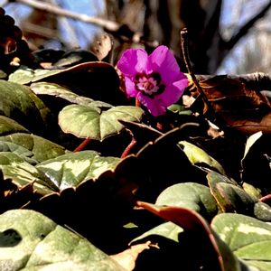 原種シクラメン,原種シクラメン コウム,C.コウム,山野草,植栽の画像