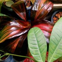 コルジリネ,コルジリネ レッドチョコレートクィーン,観葉植物の画像