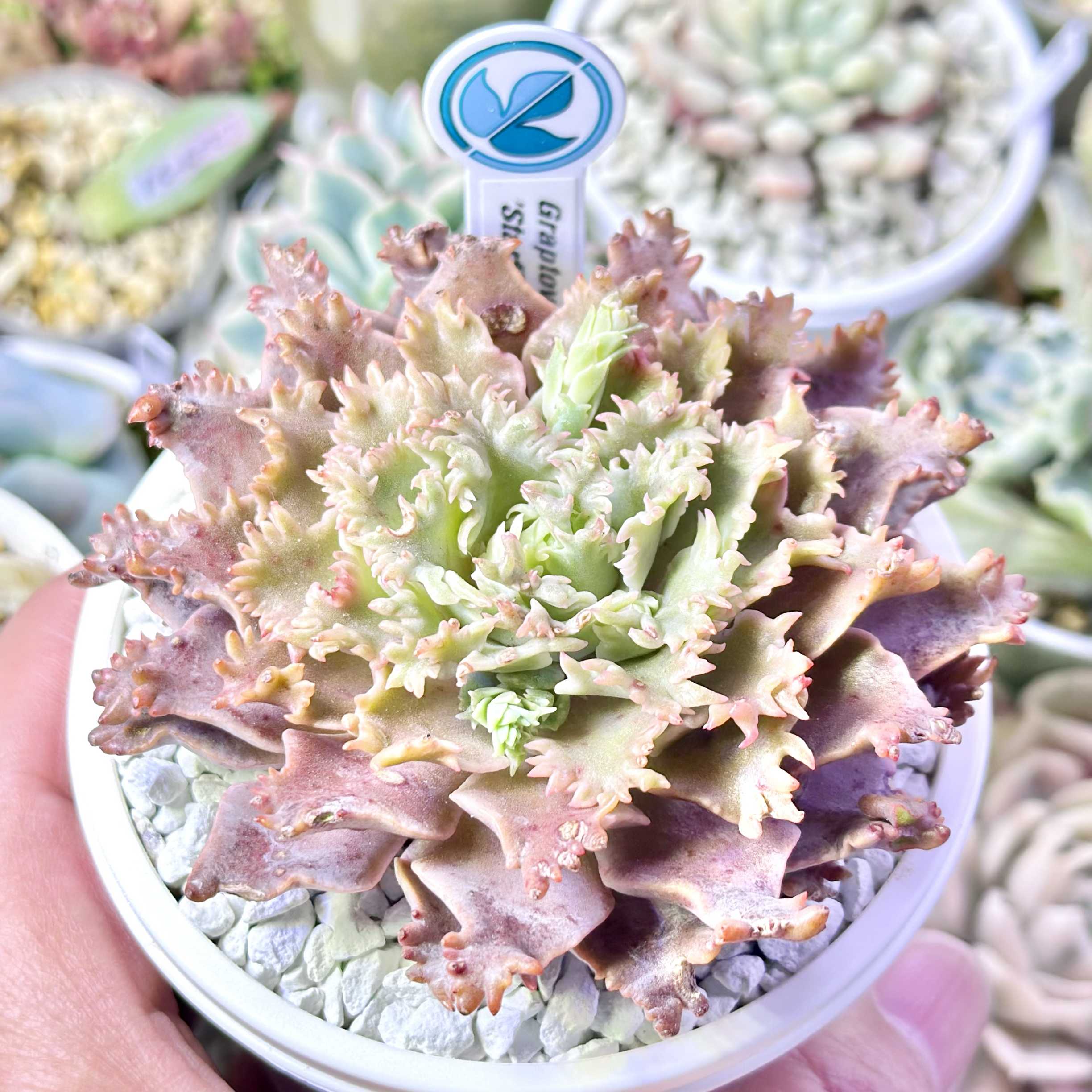 グラプトベリア スターファイヤーの一覧｜🍀GreenSnap（グリーンスナップ）