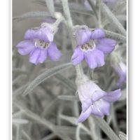 星美人,エレモフィラ,ベランダで咲いてる花,多肉植物LOVE,いつもありがとうございます♡(ᴗ̤ .̮ ᴗ̤ )₎₎の画像