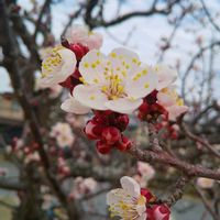 アンズ,公園,あっ火曜日の画像