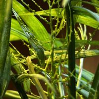 テーブルヤシ,クロボウシ,観葉植物,今日のお花,頑張ってますの画像