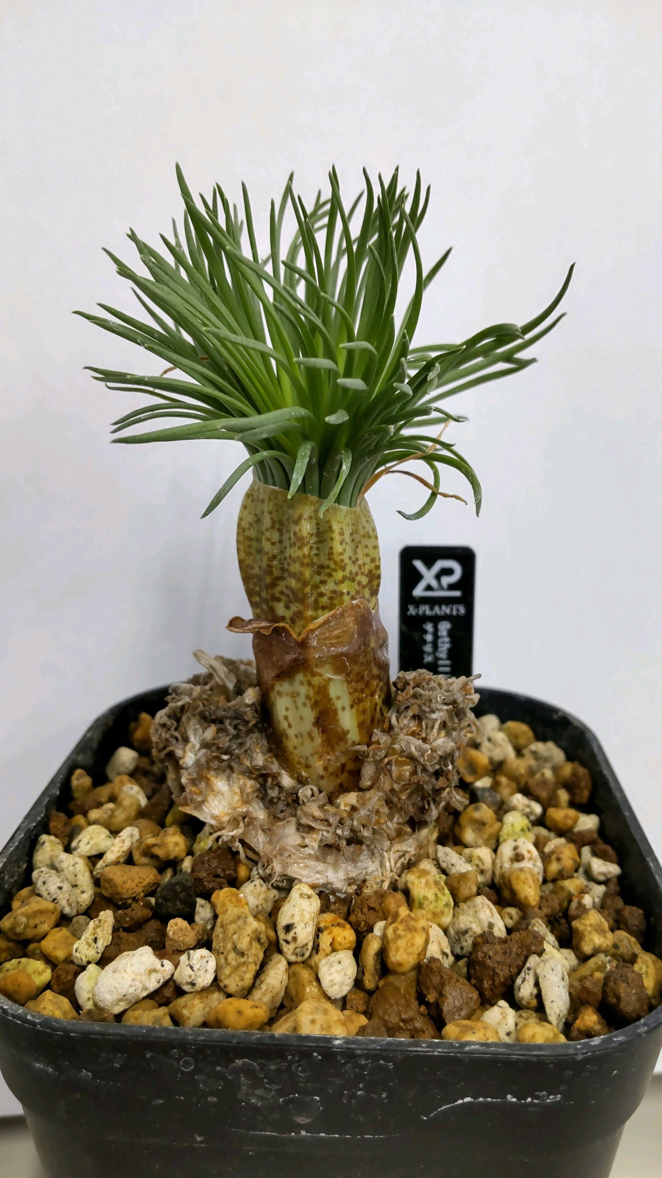 ゲチリス属の一覧｜🍀GreenSnap（グリーンスナップ）