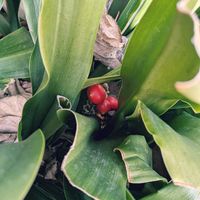 オモト,オモト,花のある暮らし,植物好き,自然の不思議の画像