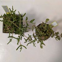 ドロサンテマム　アイスオレンジ,寄せ植え,多肉植物,葉挿し,リメ缶の画像