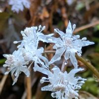 セツブンソウ,セリバオウレン,セリバオウレン(雄花),セリバオウレン(両性花),白い花の画像