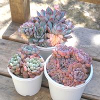 パンジー,樹氷,ビアホップ ,エスター錦,雪桃の画像