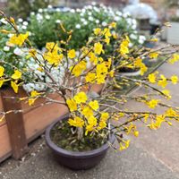 黄梅,盆栽の画像