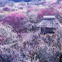 桃源郷,お散歩,花のある暮らし,iPhone撮影,みどりのある暮らしの画像