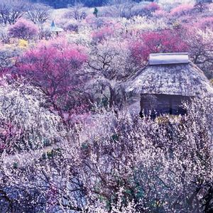 桃源郷,お散歩,花のある暮らし,iPhone撮影,みどりのある暮らしの画像