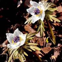 セツブンソウ,山野草,絶滅危惧種,キンポウゲ科,多年草の画像