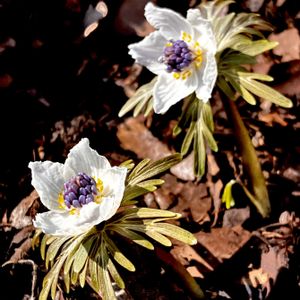 セツブンソウ,山野草,絶滅危惧種,キンポウゲ科,多年草の画像