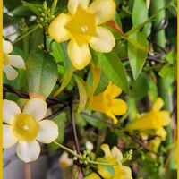 カロライナジャスミン,マダガスカルジャスミン,花のある暮らし,北海道,寒冷地の画像