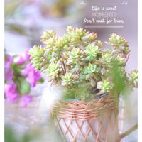 リトルビューティー,多肉植物,多肉大好き,可愛い,癒しの画像