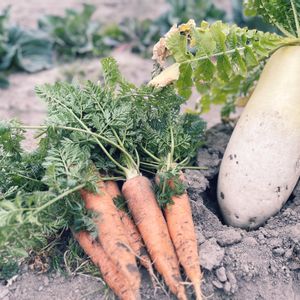 いつもありがとう♡,冬野菜,キラキラ✨,繋がりに感謝✨,季節に感謝の画像