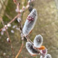 ネコヤナギ,今日の一枚,花のある暮らし,植物のある暮らし,花が好きの画像