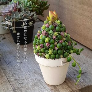 セダム,寄せ植え,多肉植物,アーティストの画像