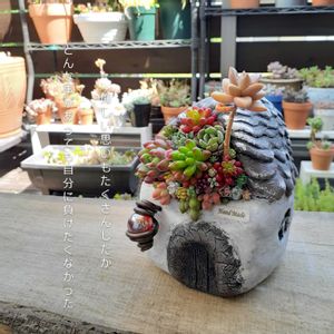 セダム,寄せ植え,多肉植物,アーティストの画像