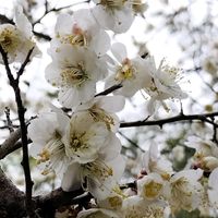 ウメ,ウメ,無農薬野菜,菌ちゃん農法,家庭菜園の画像