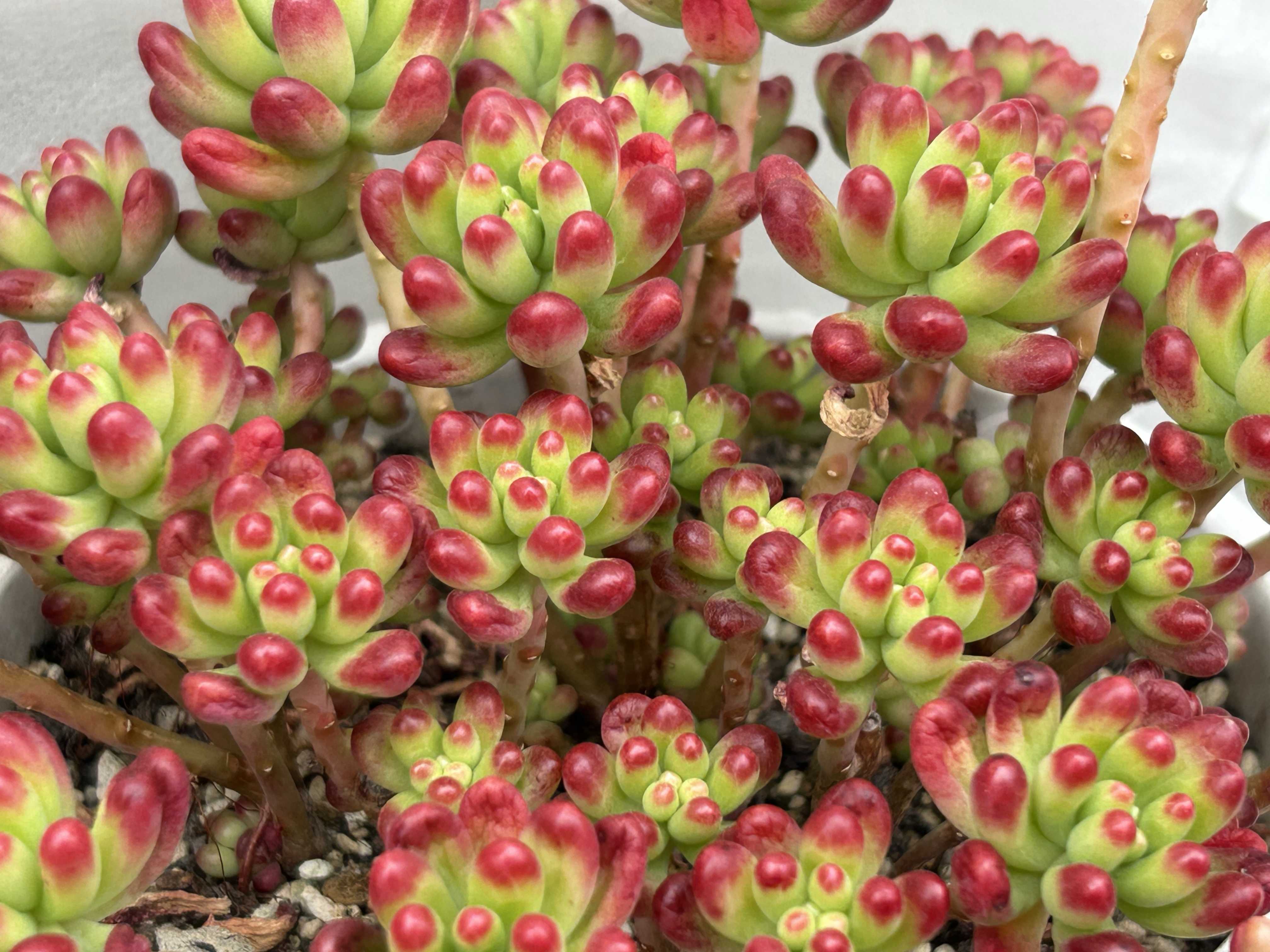 ツンツン可愛い❤️ルビーティントちゃん❤️ 3頭 寄せ植え必須