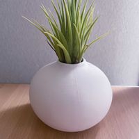 チランジア,エアプランツ,iPhone撮影,asingleflowervase,リビング・ダイニングの画像