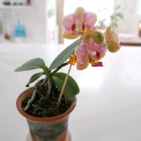 ミニ胡蝶蘭,鉢植え,ピンクの花,花のある暮らし,花のある生活の画像