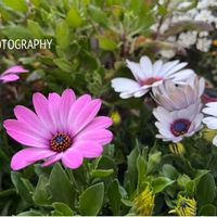 オステオスぺルマム,癒し,植物のある暮らし,お花のある暮らしの画像