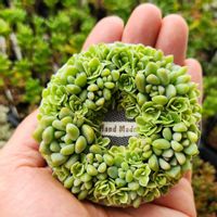 セダム,寄せ植え,多肉植物,アーティストの画像