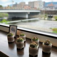 セダム,寄せ植え,多肉植物,アーティストの画像