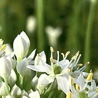 ハナニラ,ニラ,スマホ撮影,今日のお花,今日も笑顔で♡の画像