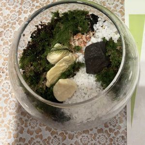 細葉翁苔,ヒノキ苔,カモジコケ,苔テラリウムの画像