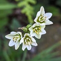 ニラ,今日のお花の画像