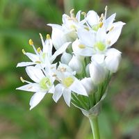 ニラ,ニラ,無農薬野菜,菌ちゃん農法,家庭菜園の画像