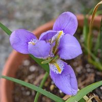 カンザキアヤメ,寒咲菖蒲（かんざきあやめ）,ガーデニング,癒し…♡,お花大好き♡の画像